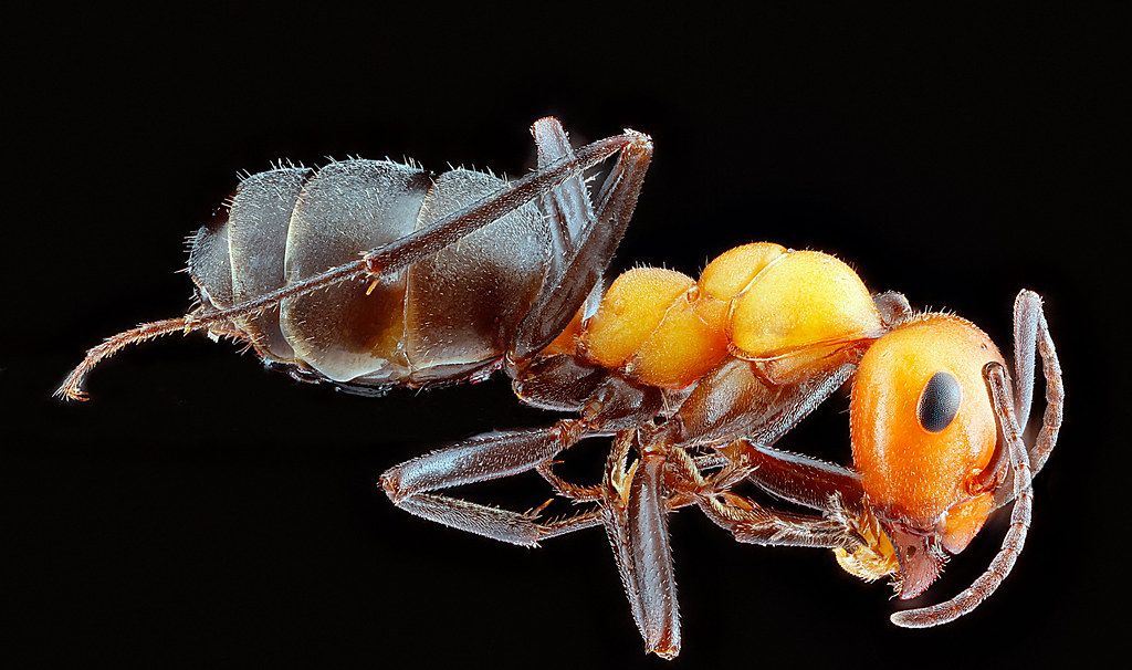 Ant Control service in Schaumburg, IL