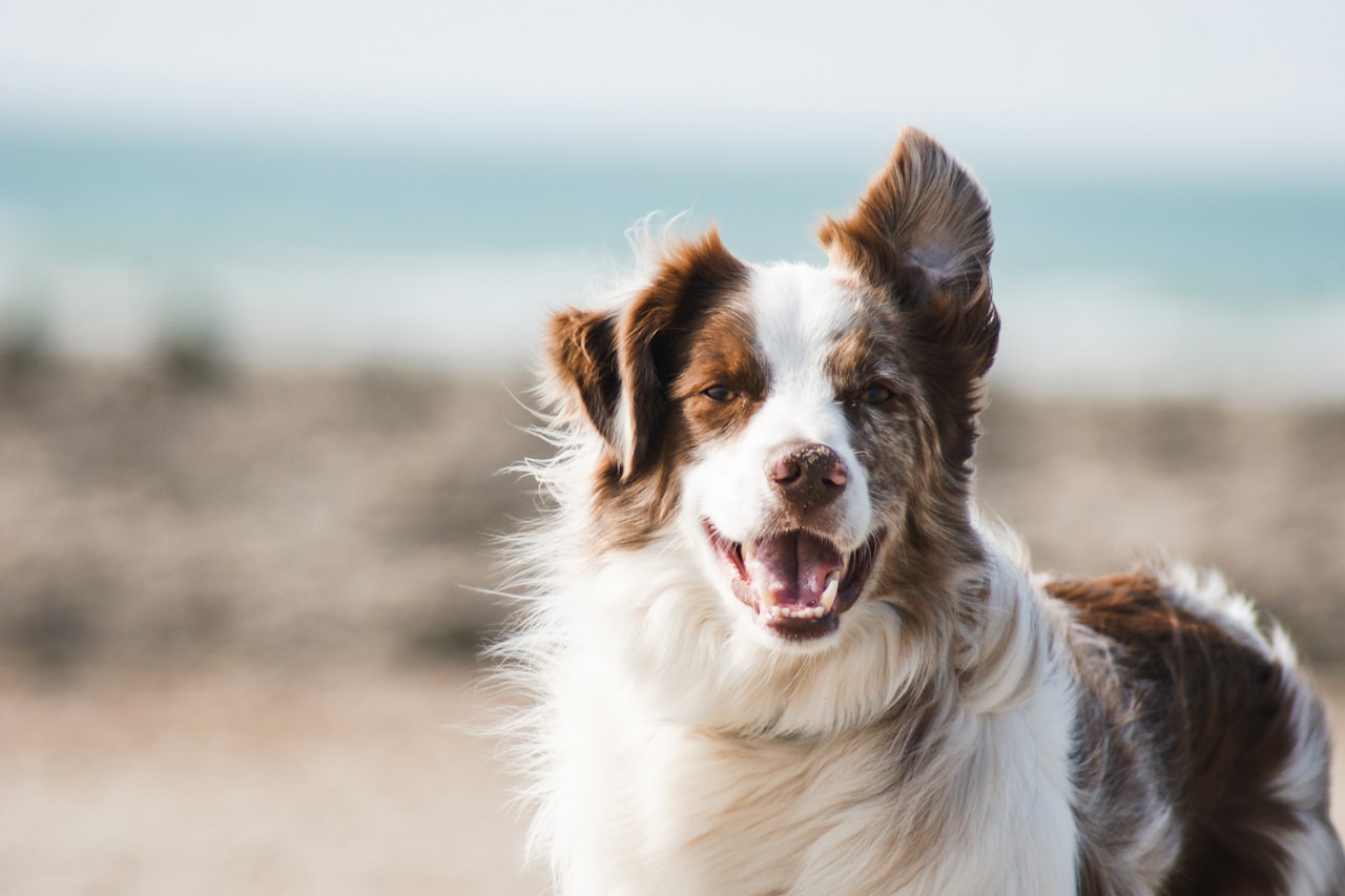 Flea & Tick Control service in Schaumburg, IL