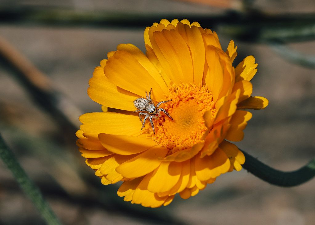 Spider Control service in Schaumburg, IL